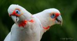 Corella